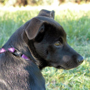 Meet your Posher, Lali